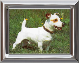 Jack Russell Terrier