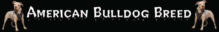 american bulldog dog breed