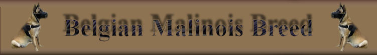 malinois-dog
