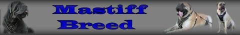 mastiff dog breed