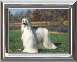 Afghan hound