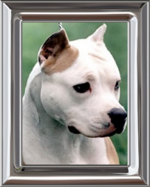 American Staffordshire Terrier