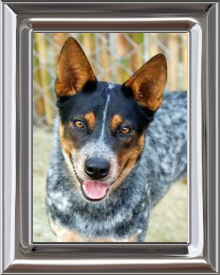 Australian cattle dog