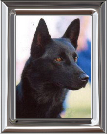 Australian Kelpie