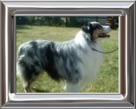 Australian Shepherd