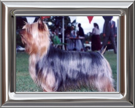 Australian Silky Terrier