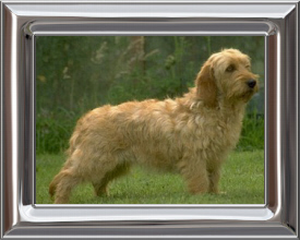 Basset Fauve de Bretagne