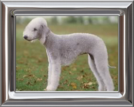 Bedlington Terrier