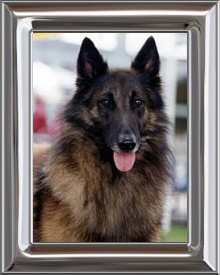 Belgian Shepherd Dog