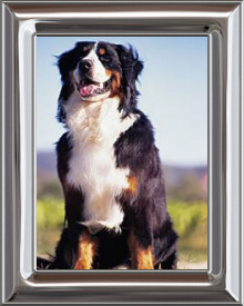 Bernese Mountain Dog