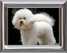 Bichon