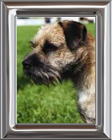 Border Terrier