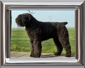 Bouvier des Flandres