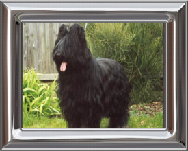 Briard