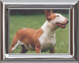 Bull Terrier