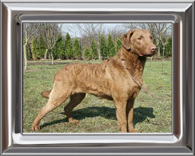 Chesapeake Bay Retriever info