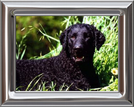 Curly Coated Retriever