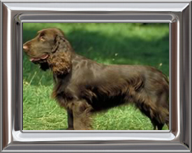 Field SpanieL