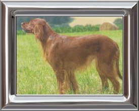 Irish Setter