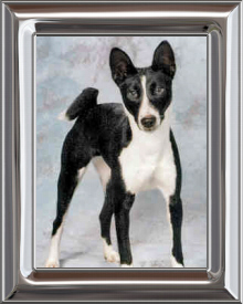 Basenji