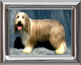 Bearded Collie