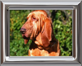 Bloodhound