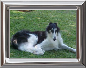 Borzoi