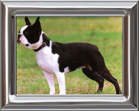 Boston Terrier