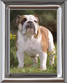 British Bulldog