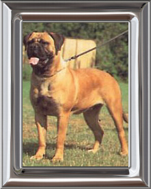 Bullmastiff