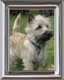 CAIRN TERRIER