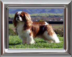 CAVALIER KING CHARLES SPANIEL