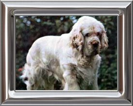 CLUMBER SPANIEL