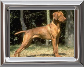 Hungarian Vizsla