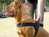 dogue de bordeaux nylon dog harness