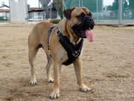 leather dog harness padded luxury protection