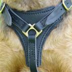 leather dog harness walking