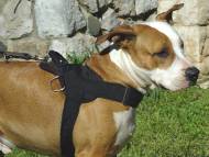 nylon dog harness amstaff kid dog