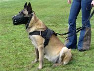 nylon dog harness tracking dog muzzle