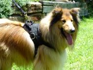 nylon dog harness walking dog