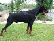 nylon tracking dog harness