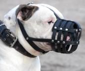 american bulldog muzzle leather dog