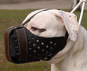 american bulldog muzzle