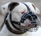 american bulldog muzzle wre dog