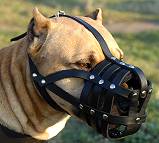 amstaff leather dog muzzle