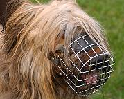 briard muzzle