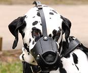 dalmatian dog muzzle