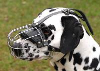dalmatian dog muzzle
