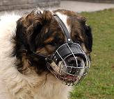 shepherd dog muzzle
