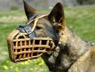 leather dog muzzle